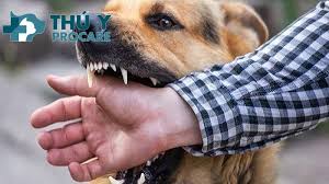 Chủ động phòng chống bệnh dại